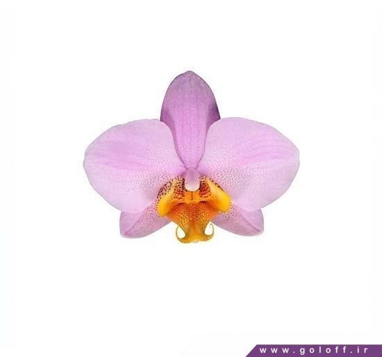 گل ارکیده فالانوپسیس بیومنت - Phalaenopsis Orchid | گل آف